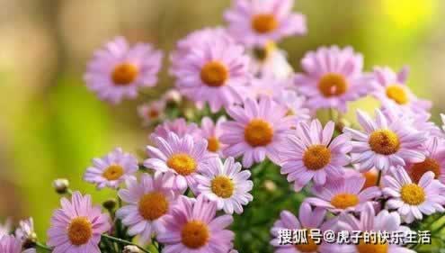网上赢了却遇到出款通道维护不给出款 破解策略(图)